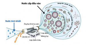 Nguyên lý hoạt động của màng lọc RO trong máy lọc nước NYK